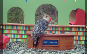 bird library image