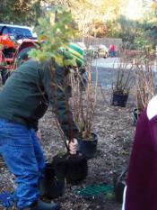 Planting demonstration