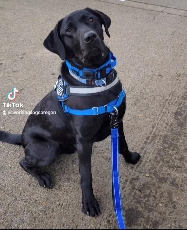 Black lab therapy dog fashion