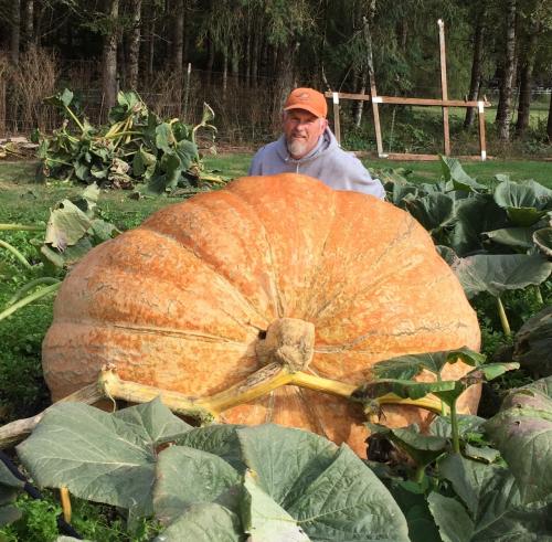 Pumpkin fertilizer on sale